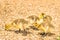 Newly born baby goslings