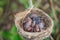 Newly born birds nest in nature.