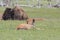 Newly born Buffalo calf in grass