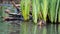 Newly born duckling on the water in the lake at Pinner Memorial Park, Pinner, Middlesex, north west London UK