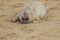 A newly born Grey Seal Halichoerus grypus pup lying on the beach with its nose in the sand , waiting for its mum to return.