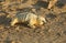 A newly born Grey Seal pup Halichoerus grypus lying on the beach at Horsey, Norfolk, UK.