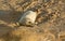 A newly born Grey Seal pup Halichoerus grypus lying on the beach at Horsey, Norfolk, UK.