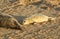 A newly born Grey Seal pup Halichoerus grypus lying on the beach at Horsey, Norfolk, UK.