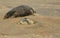 A newly born Grey Seal pup Halichoerus grypus lying on the beach near its resting mother at Horsey, Norfolk, UK.