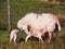 Newly Born Lambs, Wales