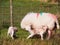 Newly Born Lambs, Wales