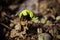 Newly born maple germination from the seed in spring green maple sprout on dry brown leaves background