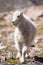 Newly born Mountain Goat in Colorado