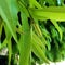 newly born tree leaf macro photography