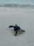 A newly born turtle escaping to the sea first time
