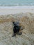 A newly born turtle escaping to the sea first time