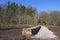 Newly built stone wall at a forest edge