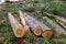Newly cut pine tree logs