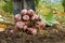 Newly dug or harvested Jerusalem artichoke in farm field