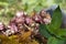 Newly dug or harvested Jerusalem artichoke in a organic family farm field