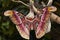 Newly Emerged Atlas Moth