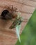 Newly Emerged Cicada Holding on to Shell