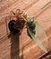 Newly Emerged Cicada Holding on to Shell in Sunshine
