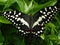 Newly emerged Citrus Swallowtail butterfly showing upper eyespots