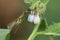 A newly emerged female Banded Demoiselle Dragonfly, Calopteryx splendens, perching on a Comfrey flower in Spring.