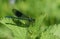 A newly emerged male Banded Demoiselle Dragonfly, Calopteryx splendens, perching on a Stinging nettle leaf in Spring.