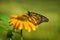 Newly emerged Monarch butterfly on coneflower