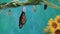Newly emerged Monarch Butterfly dries wings on Chrysalis teal blue background