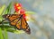 Newly emerged Monarch butterfly on tropical milkweed flowers