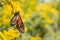 Newly emerged Monarch in a sea of Goldenrod