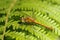 A newly emerged Ruddy Darter Dragonfly, Sympetrum sanguineum, perching on Bracken in a woodland clearing.