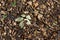 A newly fallen green leaf on dry leaves covered forest ground