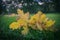 Newly fallen yellow leaves laying on the grass during autumn