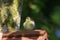 Newly fledged blue tit parus caeruleus on nestbox