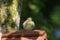 Newly fledged blue tit parus caeruleus on nestbox