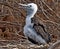 A newly fledged Galapagos frigate bird