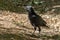 Newly fledged Jackdaw walking along the ground