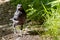 Newly fledged Jackdaw walking along the ground