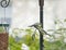 Newly-fledged young Eurasian blue tits (Cyanistes caeruleus) perching on a bird feeder