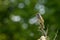 Newly fledged young Hedge Accentor perching on a dead stem