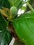 newly formed jackfruit and ready to grow.