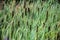 Newly formed reed spears in Combe Valley Marshes, East Sussex, England