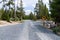 Newly graded gravel road near Fiddlers Lake and the Little Popo Agie River outside of Lander, Wyoming