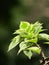 Newly growing bougainvillea flower leaves