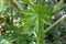 A newly growing leaf of a poisonous Castor Oil plant (Ricinus Communis)