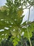 Newly Growing Papaya Trees Flowers Papaya leaves are leav