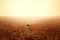 Newly grown tree seedlings in the middle of a drought field