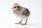 Newly hatched baby chick white background