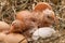 Newly hatched baby chicken drying in the nest