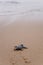 Newly hatched baby Loggerhead turtle